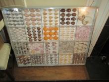 Extraordinary Display Sea Shell Collection in Large Case Nautilus Halved, Tiger Courie, Crown