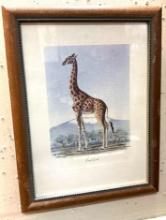 Framed Giraffe Print 16" x 13"
