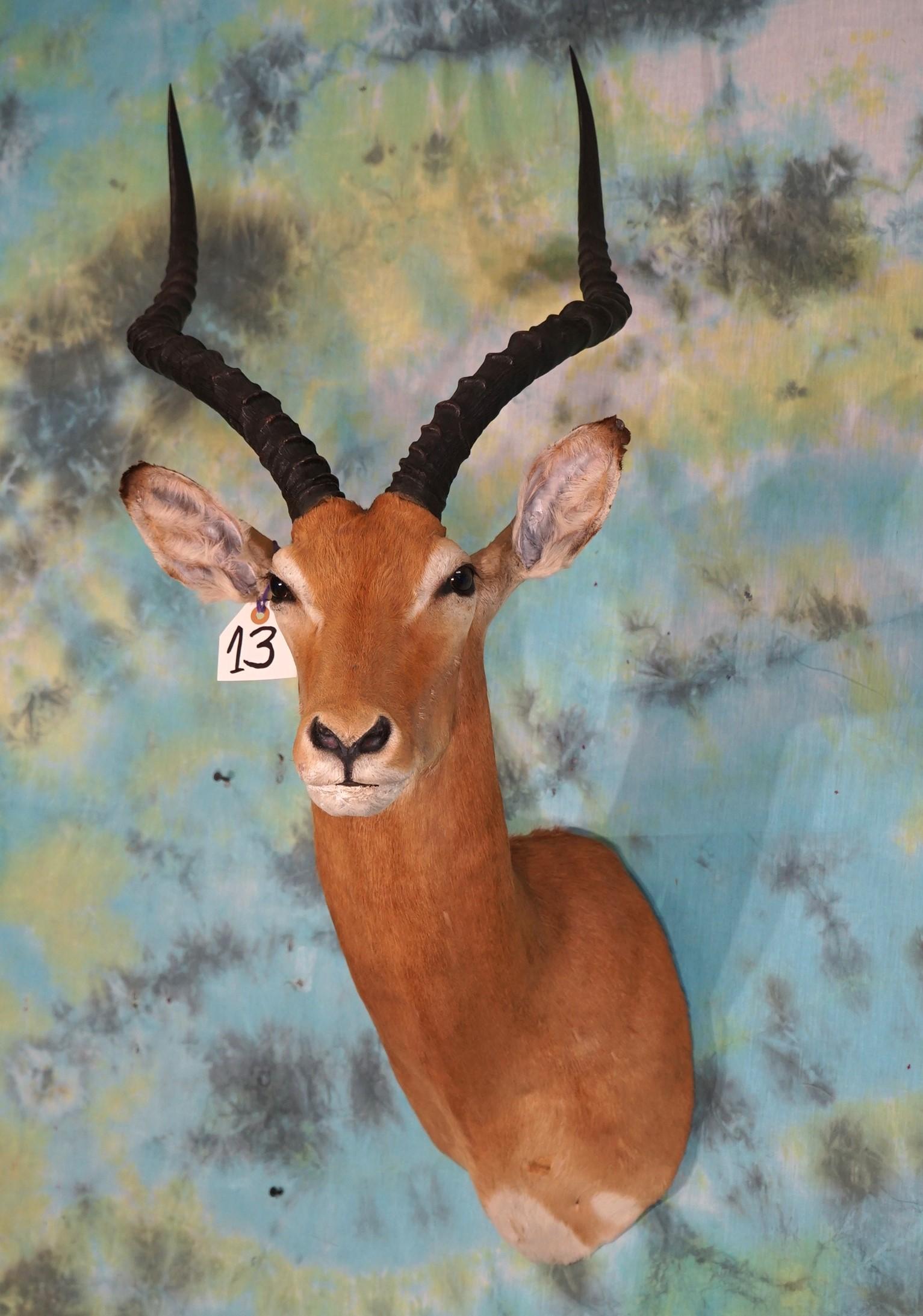 African Impala Shoulder Taxidermy Mount