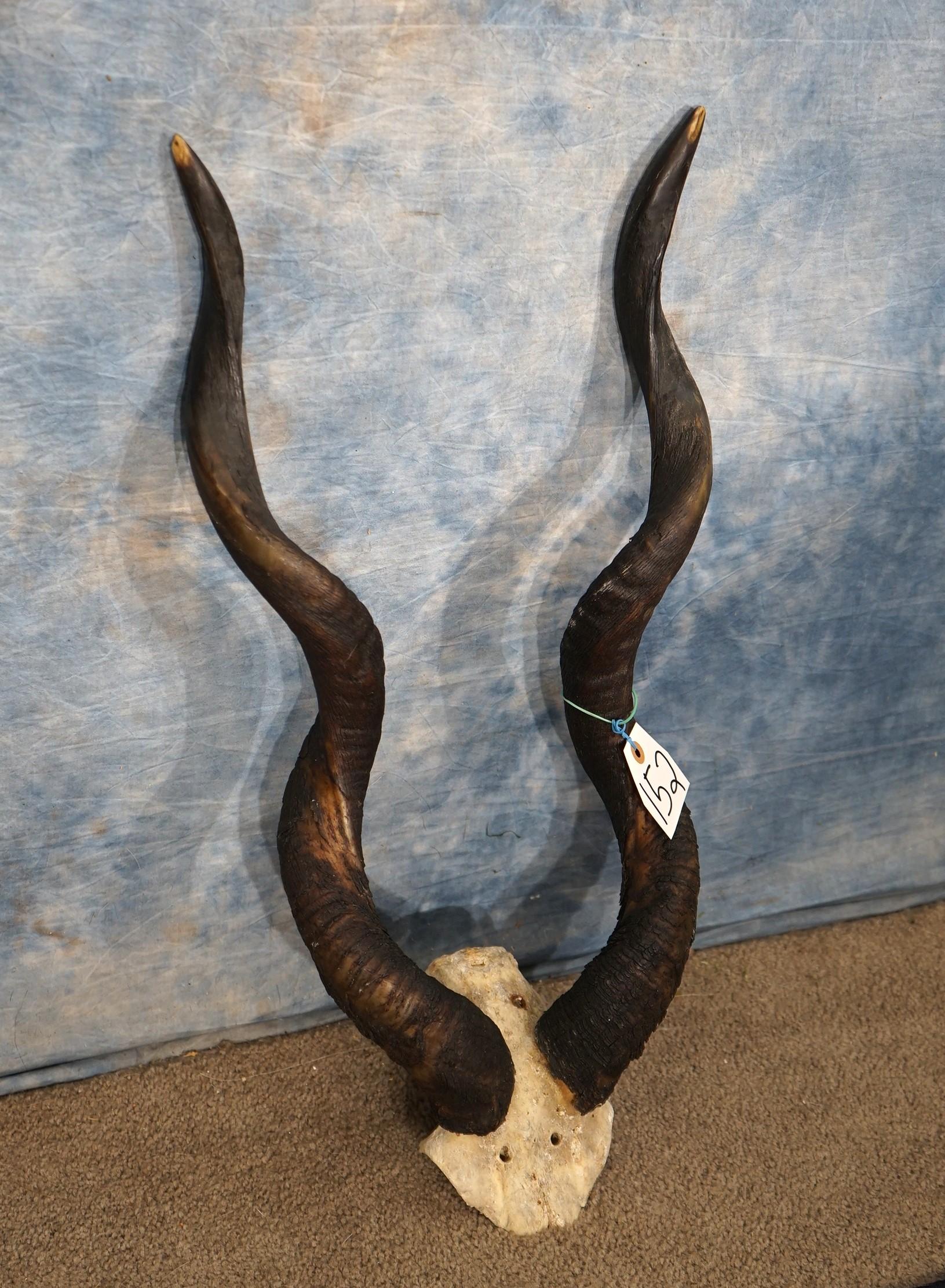 Gold Medal High Record Book African Lesser Kudu Horns Taxidermy