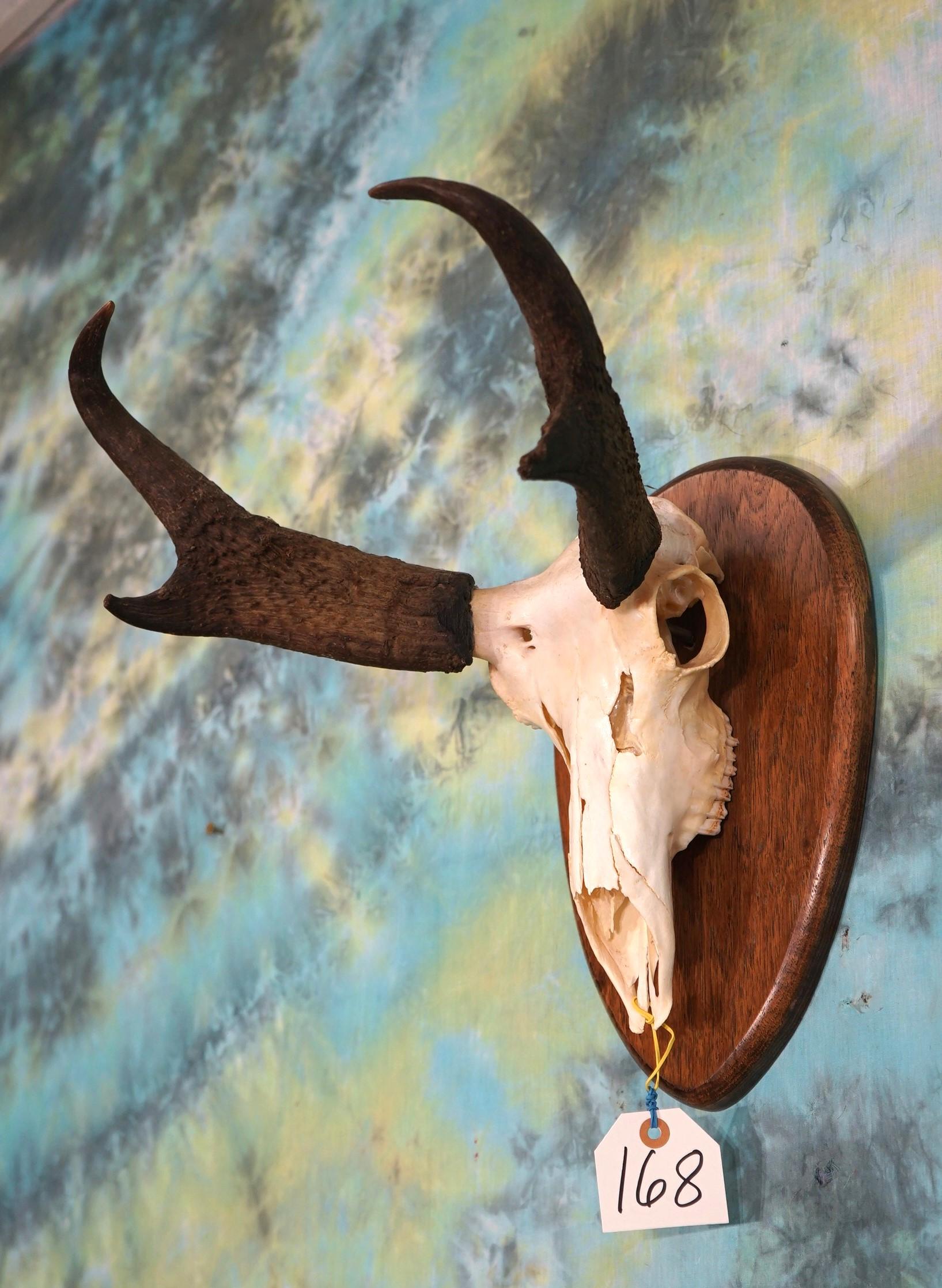 Pronghorn Antelope Skull on Panel Taxidermy
