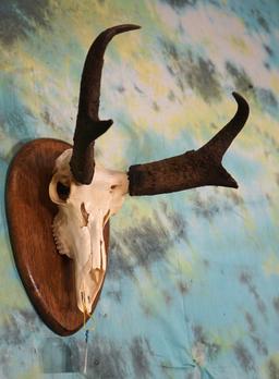 Pronghorn Antelope Skull on Panel Taxidermy