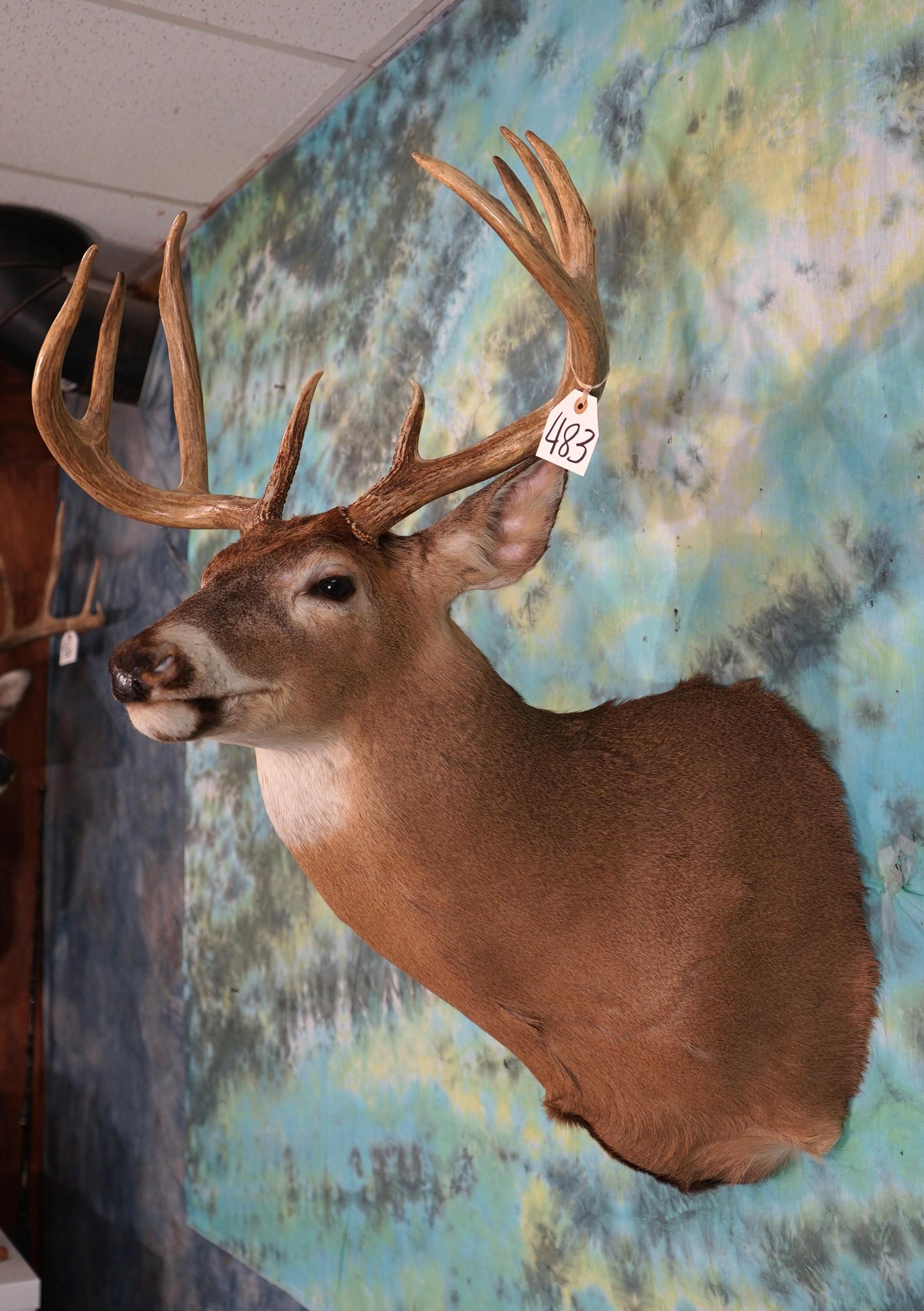 10pt. Illinois Whitetail Deer Shoulder Taxidermy Mount