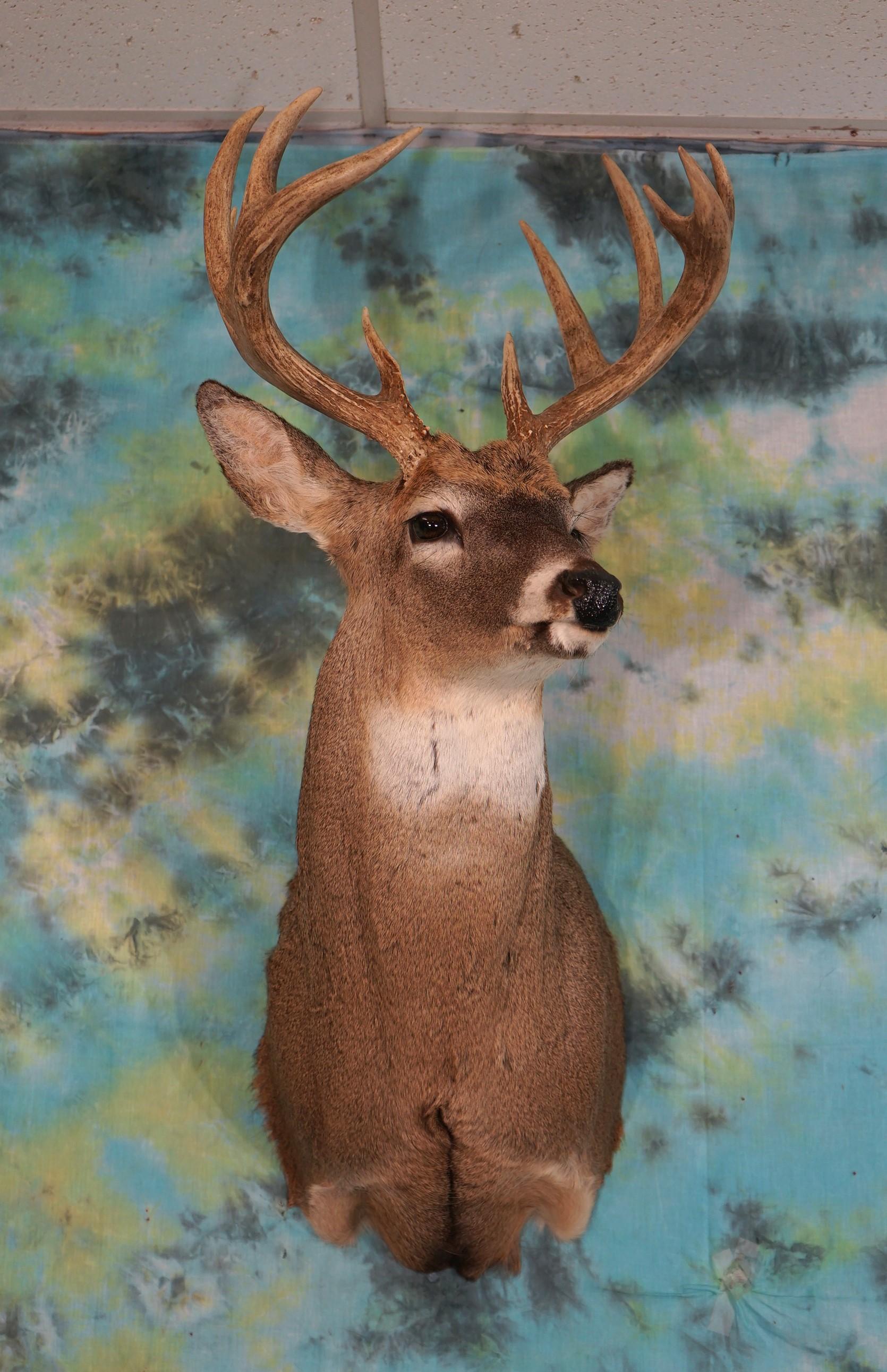 11pt. Whitetail Deer Shoulder Taxidermy Mount