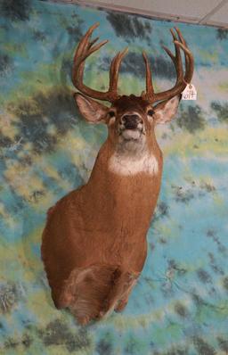11pt. Illinois Whitetail Deer Shoulder Taxidermy Mount