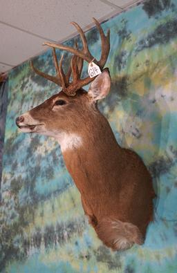 11pt. Illinois Whitetail Deer Shoulder Taxidermy Mount
