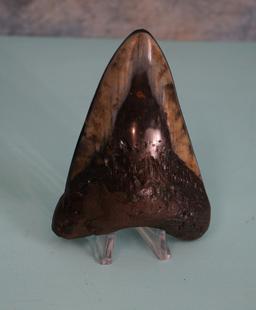Megalodon "Prehistoric Giant Shark" Polished Fossil Tooth with Stand