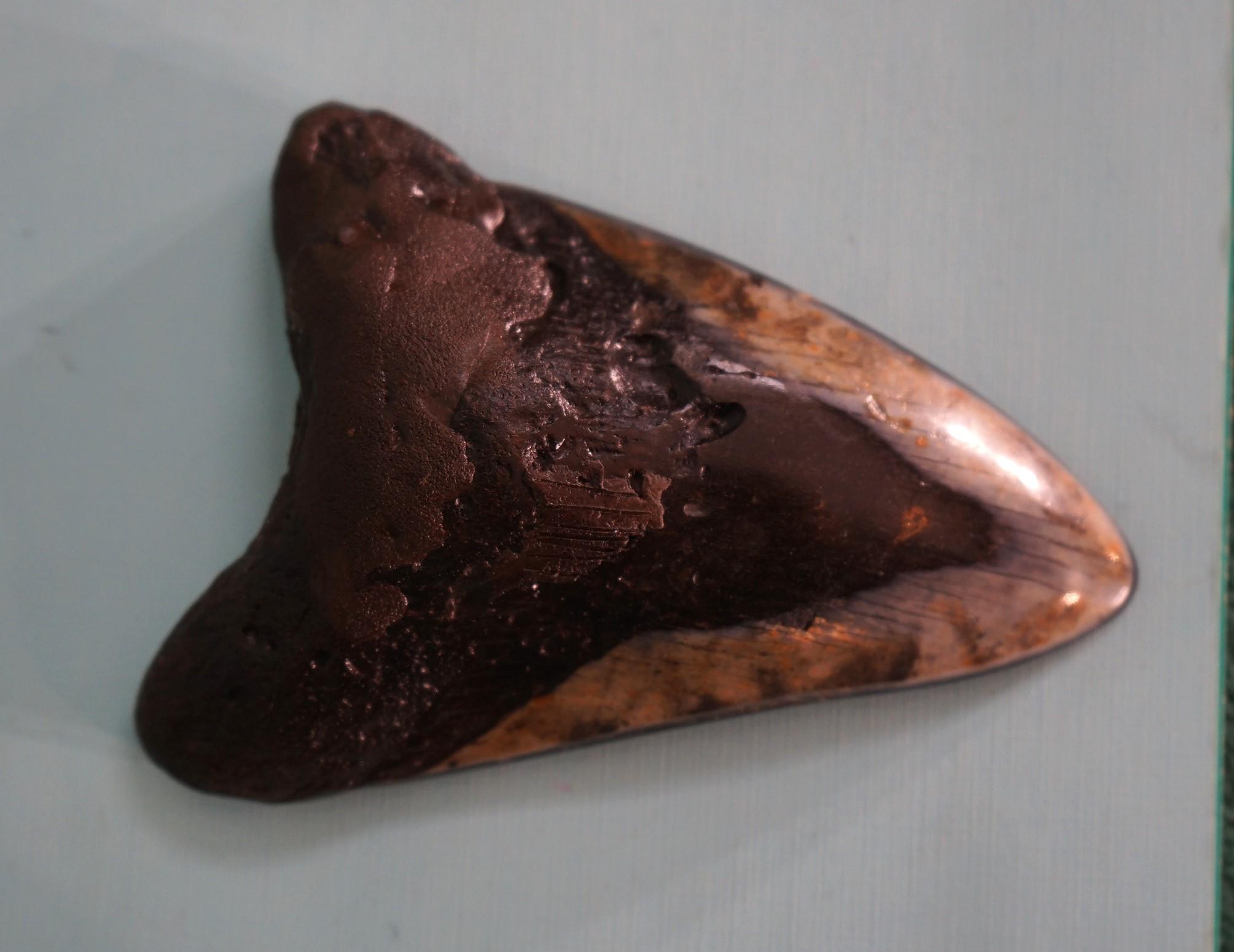 Megalodon "Prehistoric Giant Shark" Polished Fossil Tooth with Stand