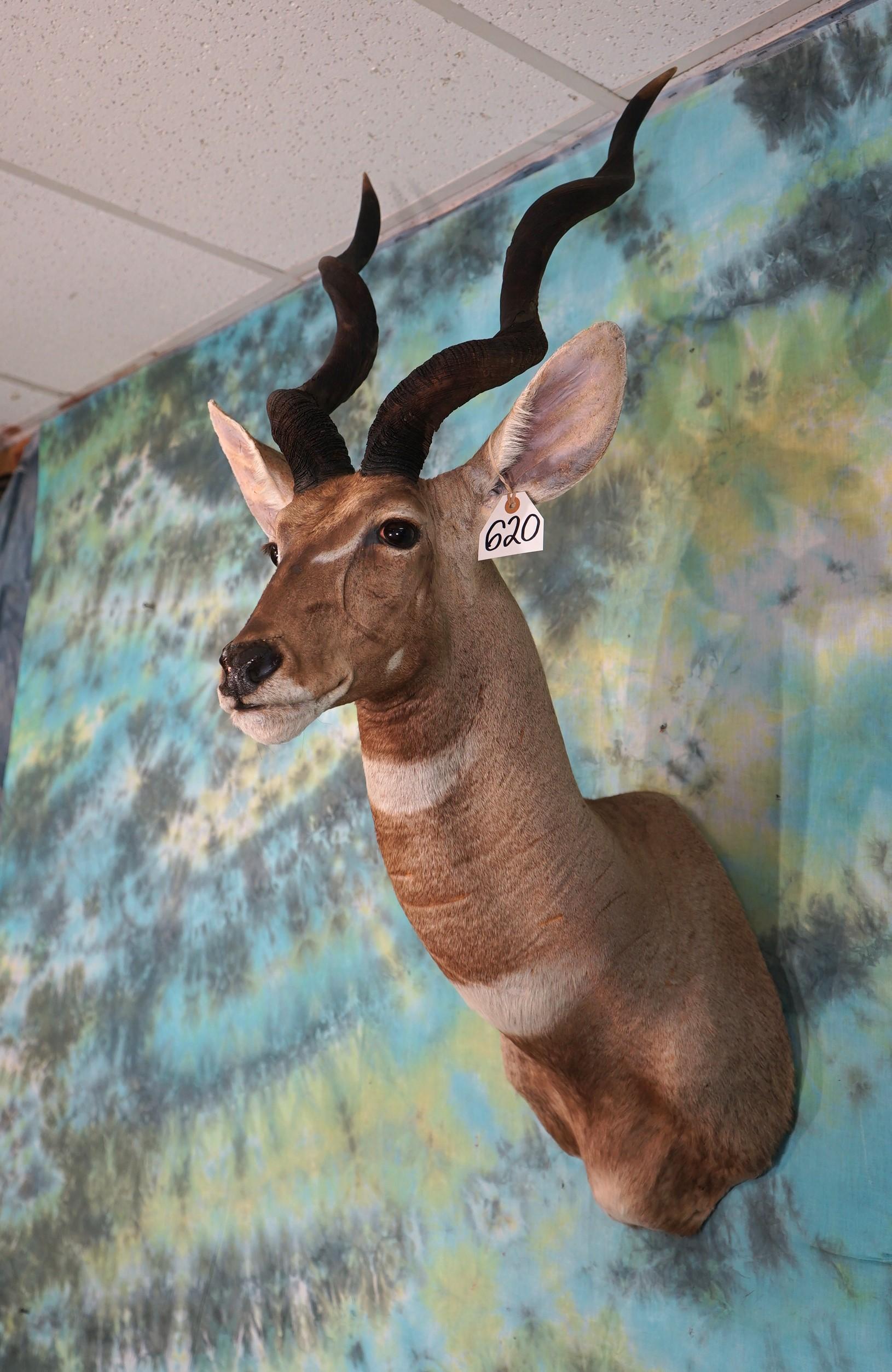 Vintage Gold Medal Record Book African Lesser Kudu Shoulder Taxidermy Mount