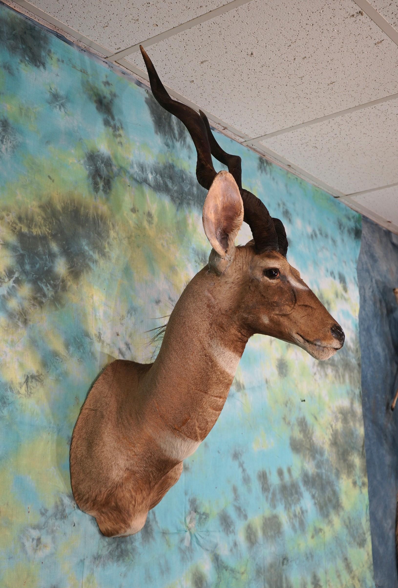 Vintage Gold Medal Record Book African Lesser Kudu Shoulder Taxidermy Mount