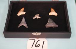 Five Extra High Quality Fossil Shark's Teeth in New Display Case