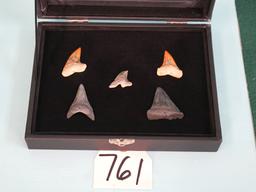 Five Extra High Quality Fossil Shark's Teeth in New Display Case