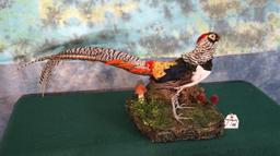 Gorgeous Lady Amherst Pheasant Taxidermy Bird Mount