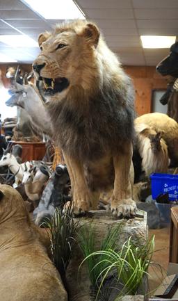 Pair of African Lions Full Body Taxidermy Mounts in Natural Habitat **Texas Residents Only!**