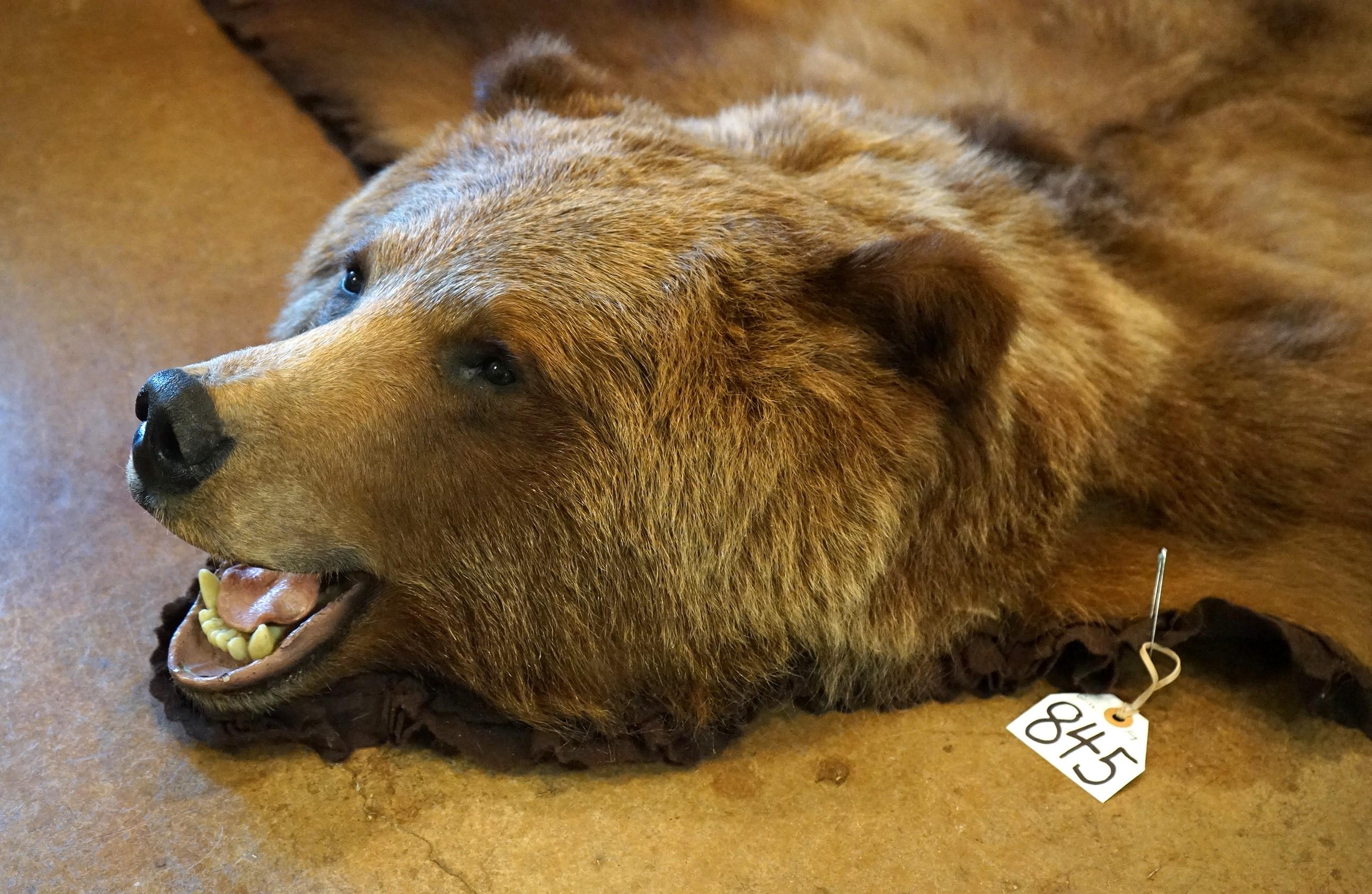 Beautiful Interior Grizzly Bear Rug Taxidermy Mount