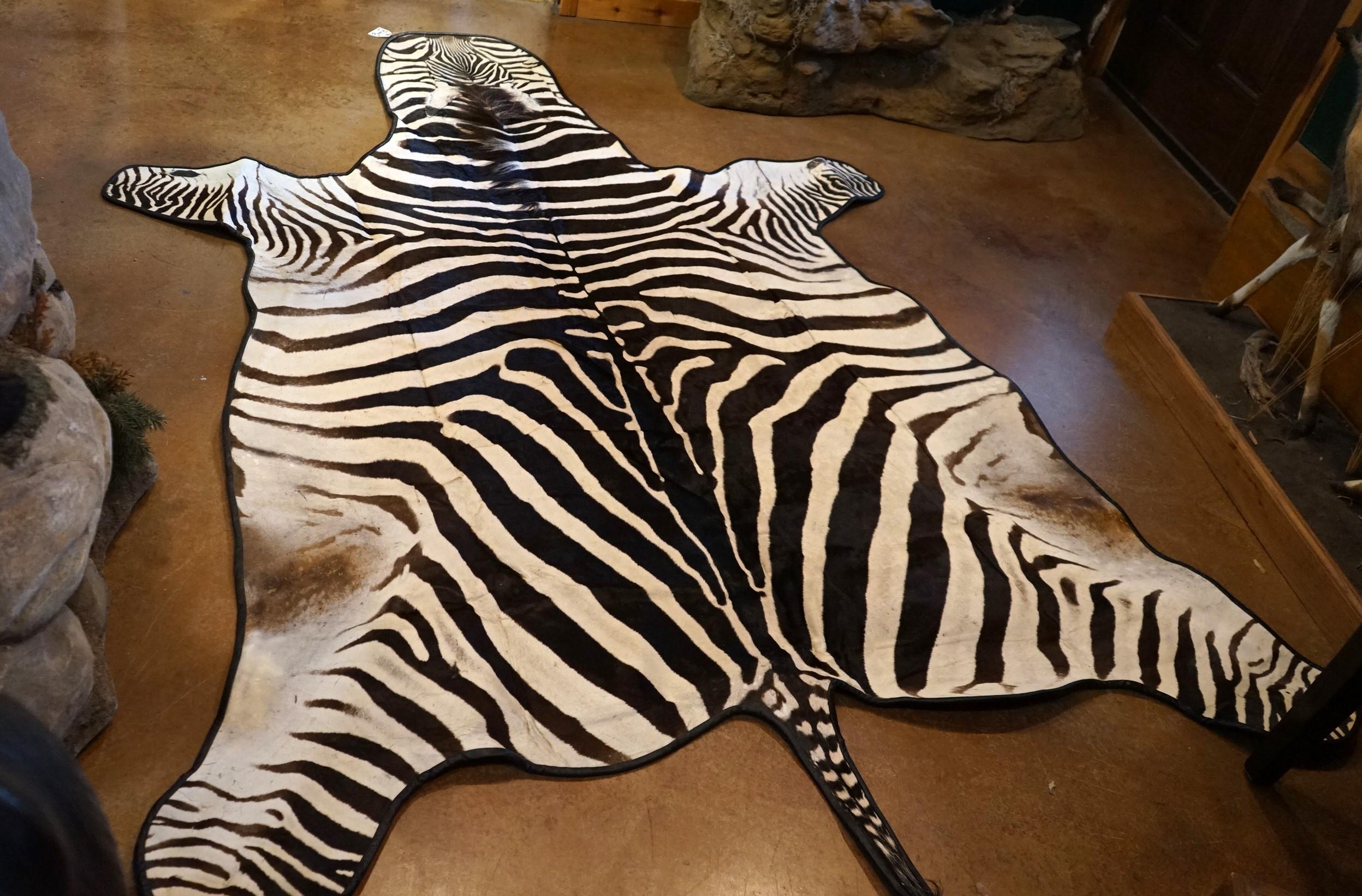 AAA Grant's East African Zebra Rug Taxidermy Mount