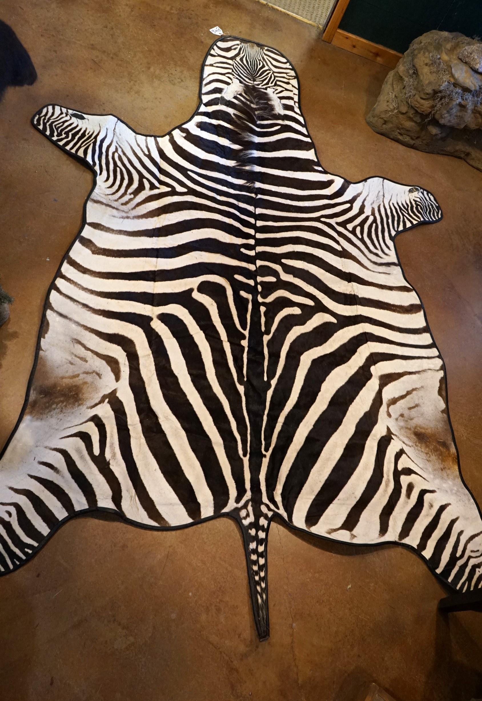 AAA Grant's East African Zebra Rug Taxidermy Mount