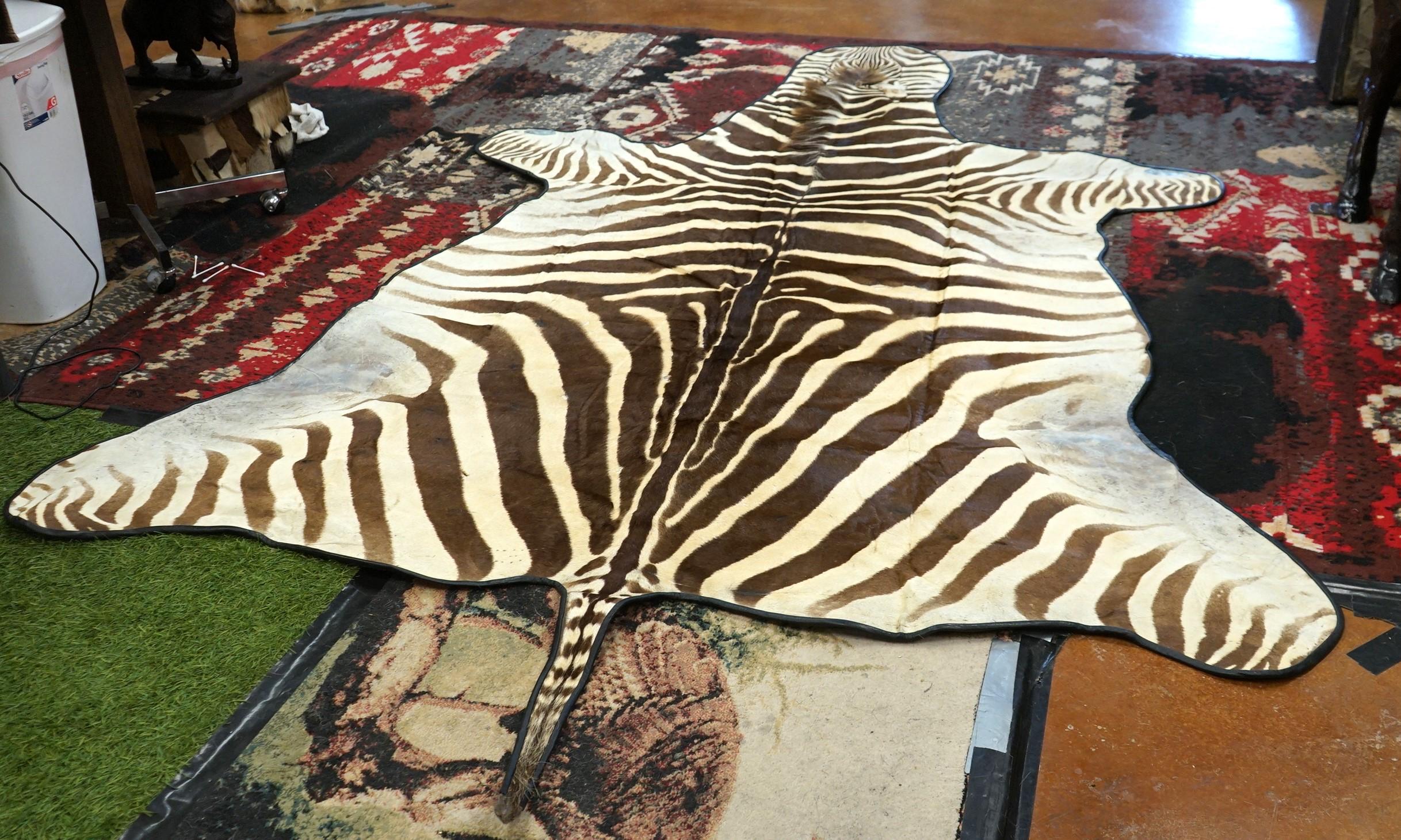 African Chapman's Zebra Rug Taxidermy Mount