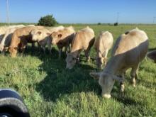 21 first calf heifers