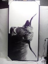 47” x 24” Highland Cow Black & White Picture.