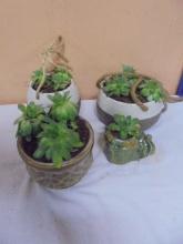 Group of 4 Potted Live Succulents