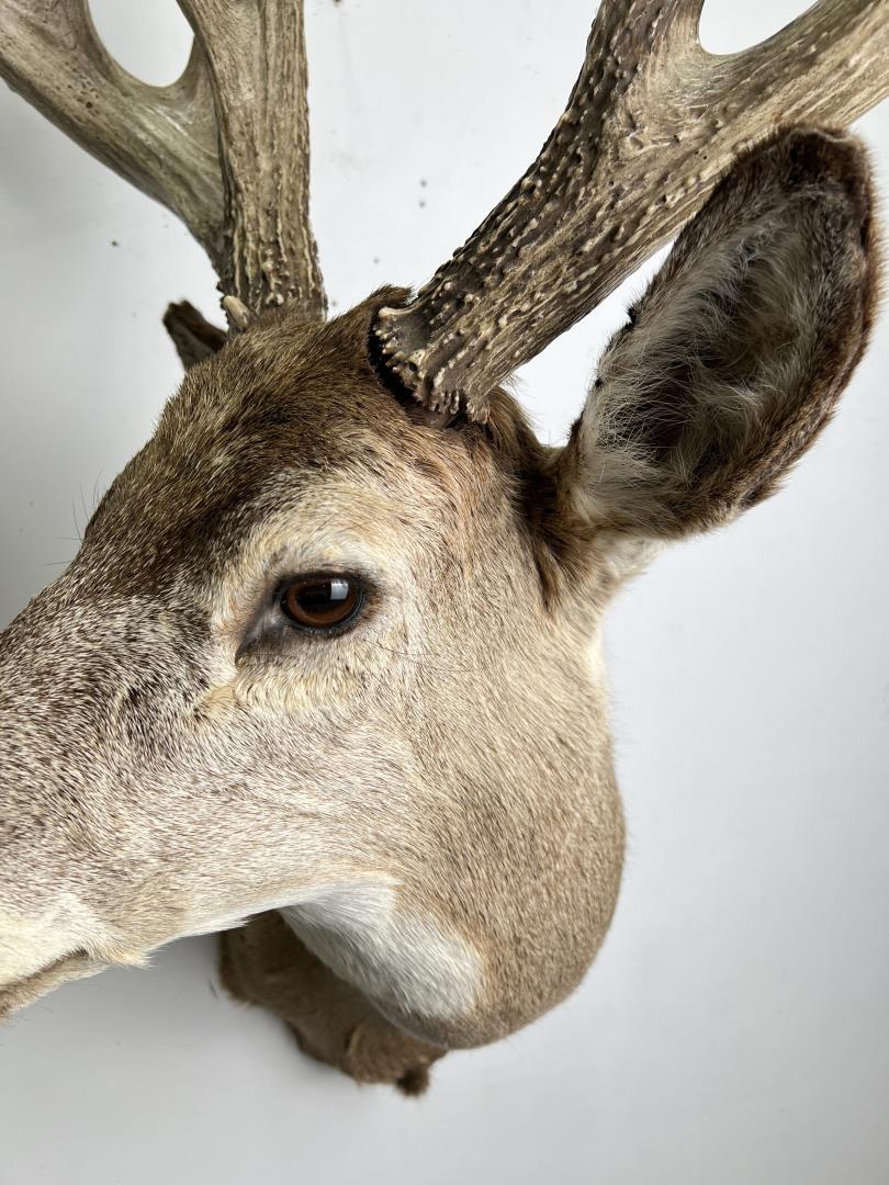 Giant Non Typical Whitetail Deer Taxidermy Mount