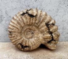 Reproduction Ammonite