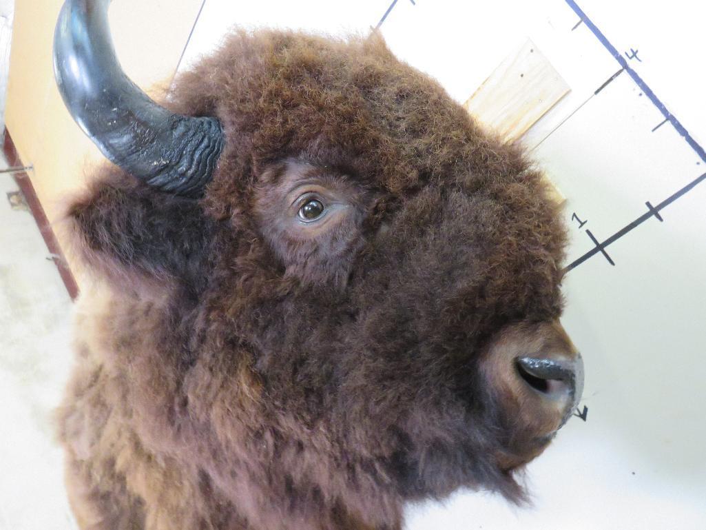 Beautiful Lifesize Buffalo/Bison w/Big Repro Horns TAXIDERMY