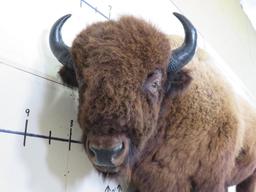 Beautiful Lifesize Buffalo/Bison w/Big Repro Horns TAXIDERMY