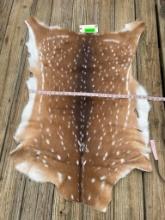 Beautiful, NEW Axis deer hide,, soft tanned, 42 inches long x 27 inches wide, excellent taxidermy ,