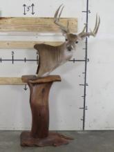 Very Nice 11pt Whitetail on Natural Wood Pedestal TAXIDERMY