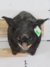 Wild Boar Sh Mt TAXIDERMY