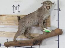 Older Lifesize Bobcat on Base TAXIDERMY