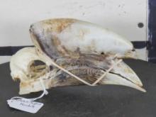 Rarely Seen (Male) White-Thighed Hornbill Bird Skull TAXIDERMY