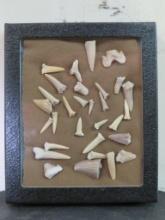 30 Fossilized Teeth & Tooth Fragments in 6.5"x5.25" Display Case (ONE$) FOSSILS
