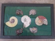 7 Cut & Polished Ammonite Fossil Halves, Agatized in 12"x8" Display Case (ONE$)