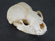 Nice North American Badger Skull w/All Teeth TAXIDERMY