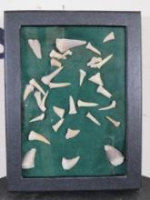 30 Fossilized Teeth & Tooth Fragments in 8"x6" Display Case (ONE$) FOSSILS