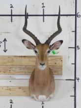 Nice/Clean Impala Sh Mt TAXIDERMY