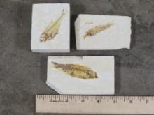 3 Authentic Fish, Fossil Plates, Nice Specimens (ONE$)