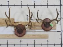 2 Mule Deer Racks on Matching Plaques (ONE$) TAXIDERMY