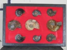 9 Cut & Polished Ammonite Fossil Halves, Agatized in 12"x8" Display Case (ONE$)