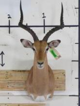 Nice Impala Sh Mt TAXIDERMY