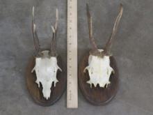 2 Roe Deer Euros on Plaques (ONE$) TAXIDERMY