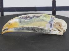 Very Rarely Seen Toucan Bird Skull TAXIDERMY