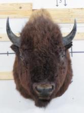 Very Nice XXL Buffalo/Bison w/BIG Horns & 25.5" Spread, Nice TAXIDERMY