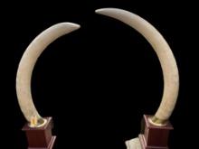 Awesome looking pair, of "REPRO", Elephant Tusk-Ivory, on Cherry wood bases, Would be around a 50 to