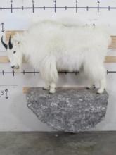 Very Nice Lifesize Mountain Goat On Mountain Snow Wall Hanger Base TAXIDERMY