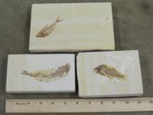 3 Authentic Fish, Fossil Plates, Nice Specimens (ONE$)