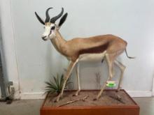 Beautiful, lifesize African Springbok, taxidermy mount, on natural base. 12 inch horns, 48 inches ta